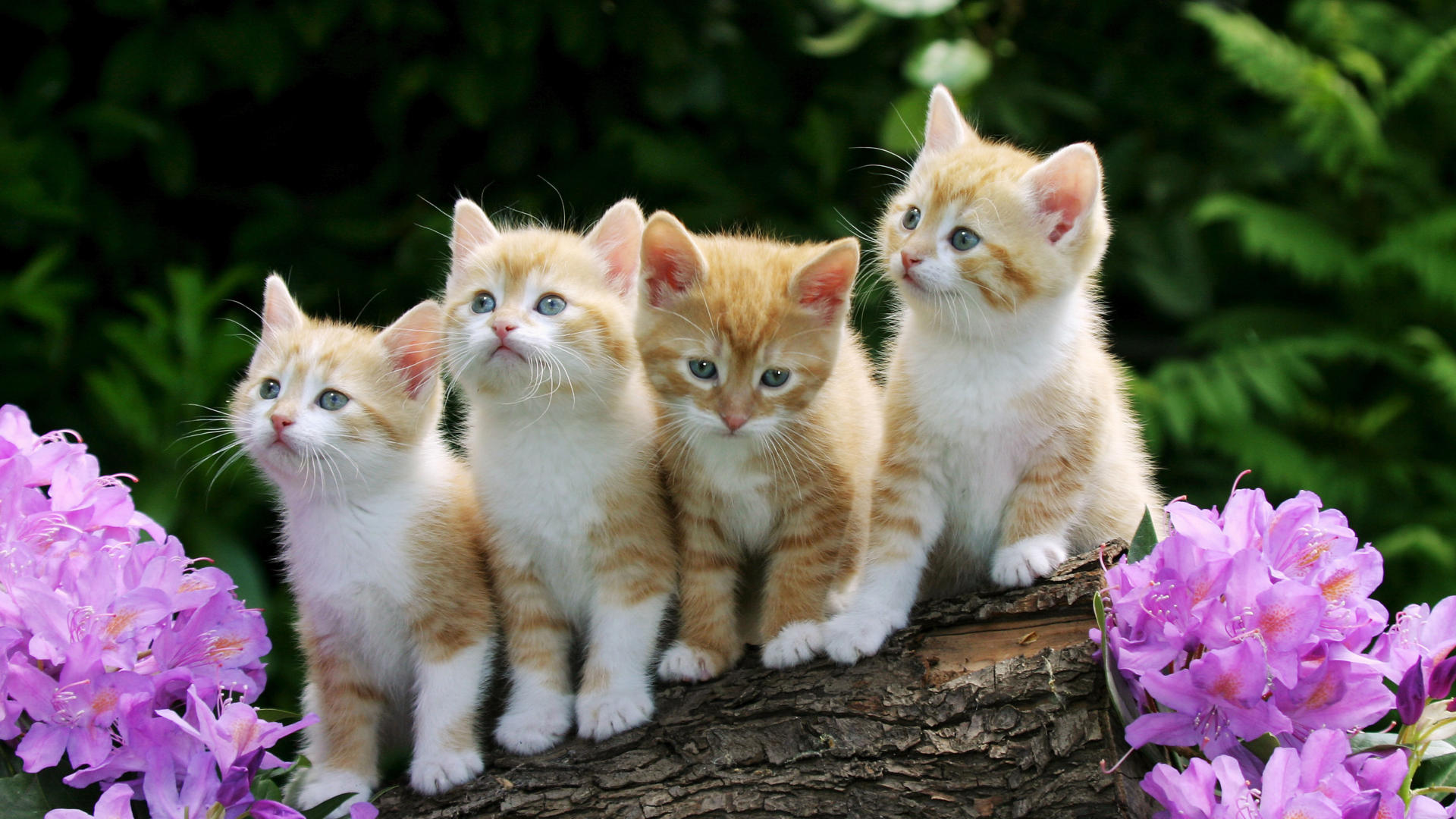 curious-kittens.jpg